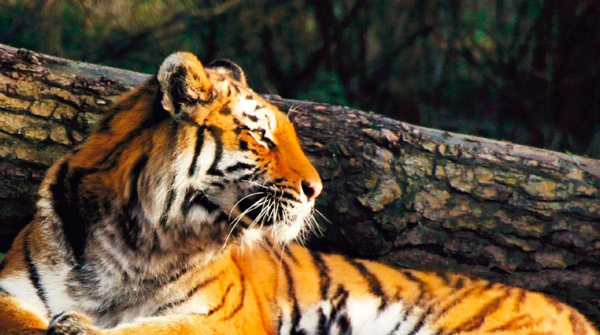 Парк Натура Вива (Parco Natura Viva)