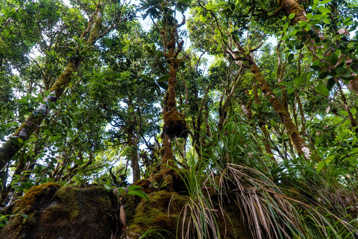 Морн Блан Трейл