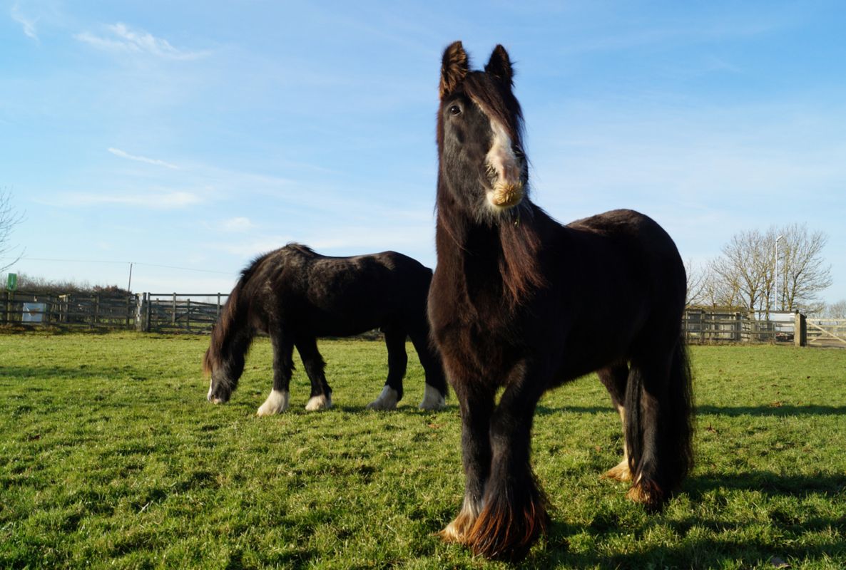 Конюшня Красные Крылья