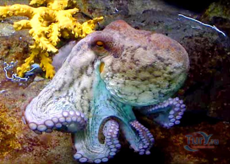 Аквариум Барселоны