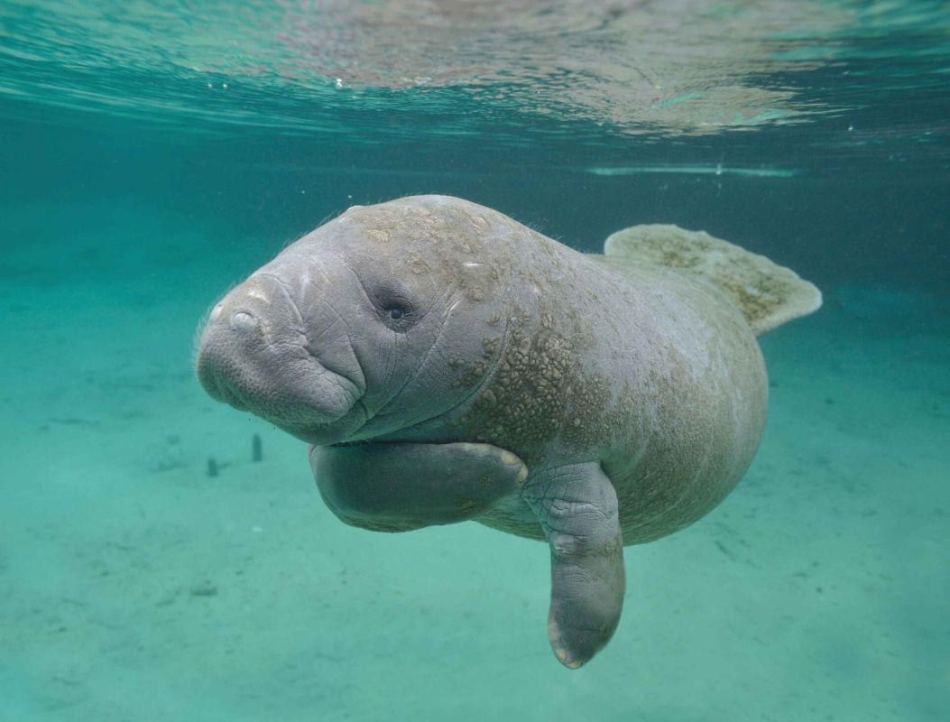 Дюгони в Катаре