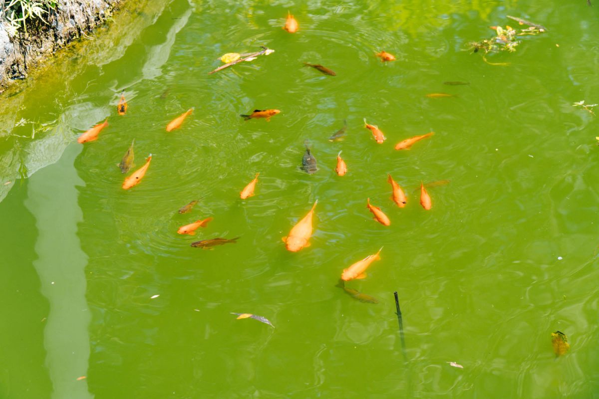 Батумский ботанический сад