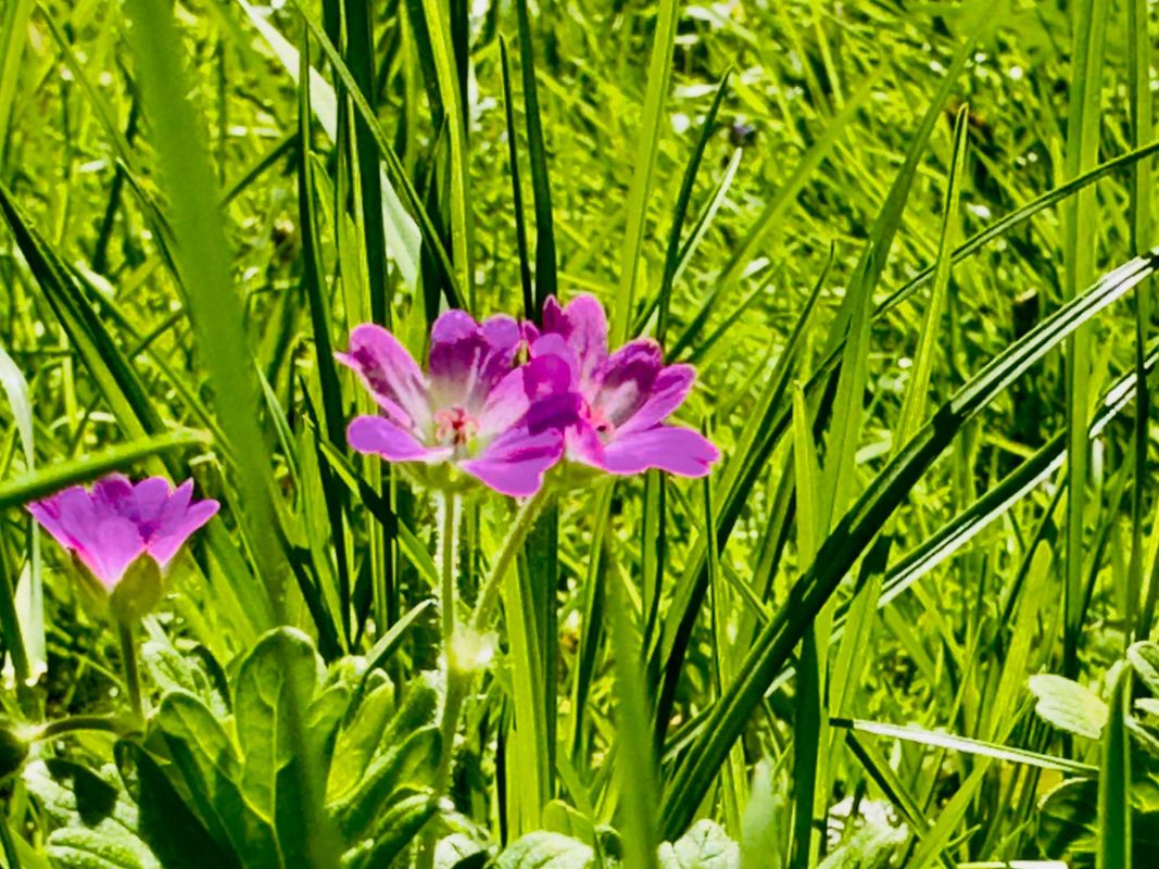 Парк Юлиуша Словацкого