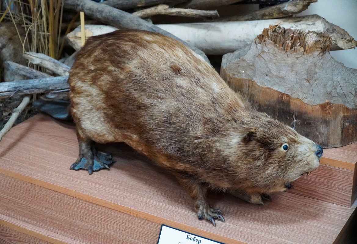 Житомирский музей природы