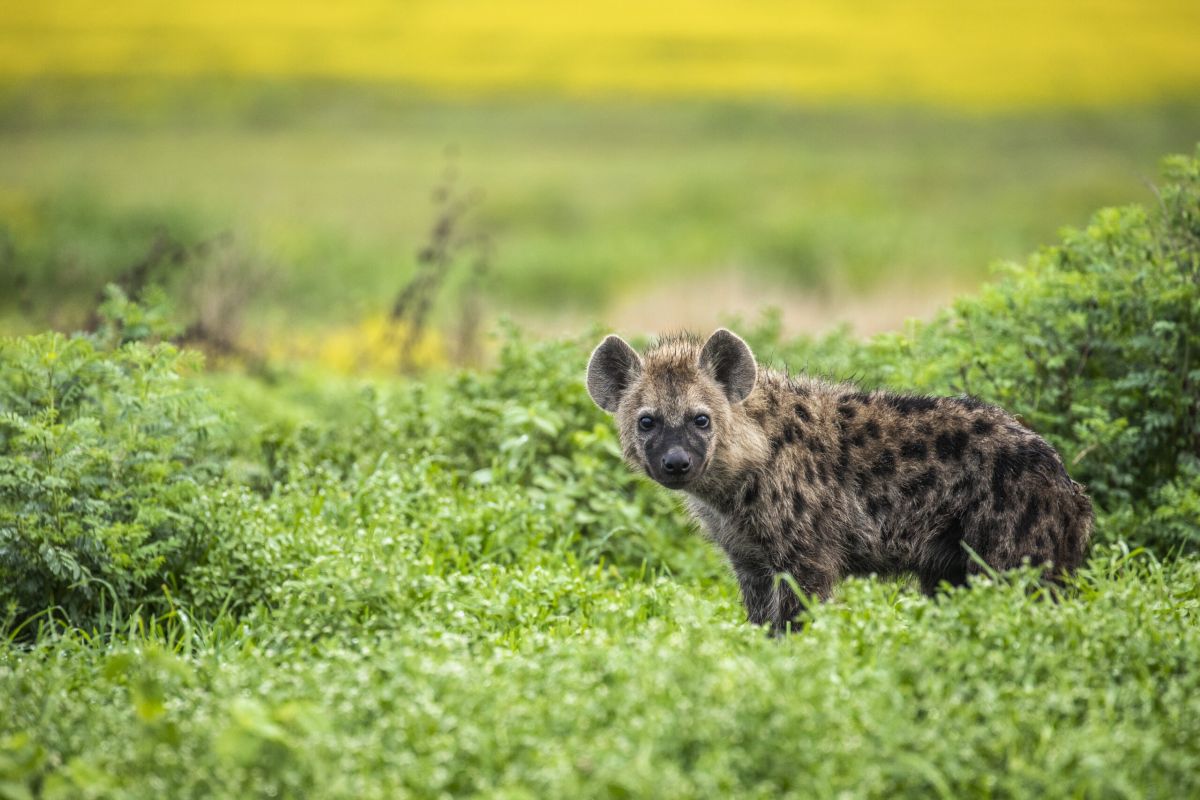 Путеводитель по посещению национального парк... фото
