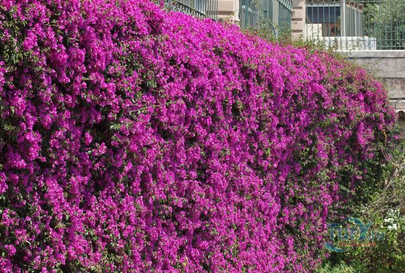 Парк принцессы Антуанетты