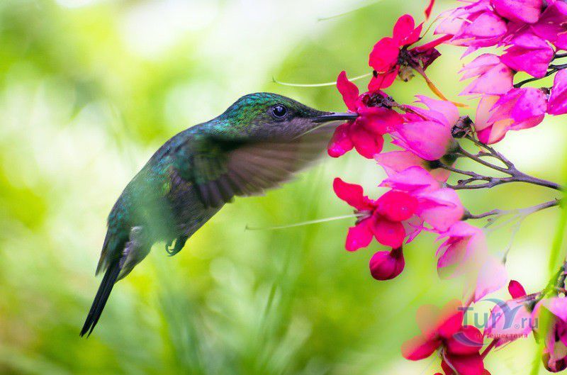 Ботанический сад Балата