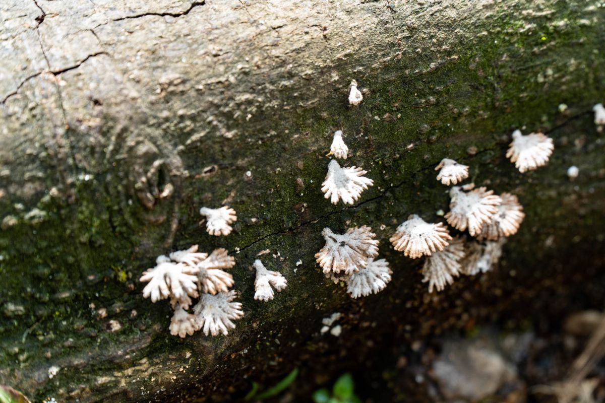 Морн Блан Трейл