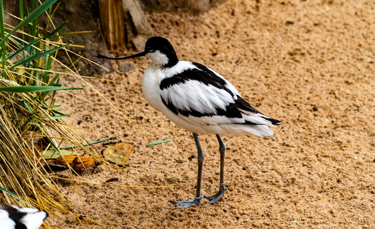 Океанографический парк Валенсии
