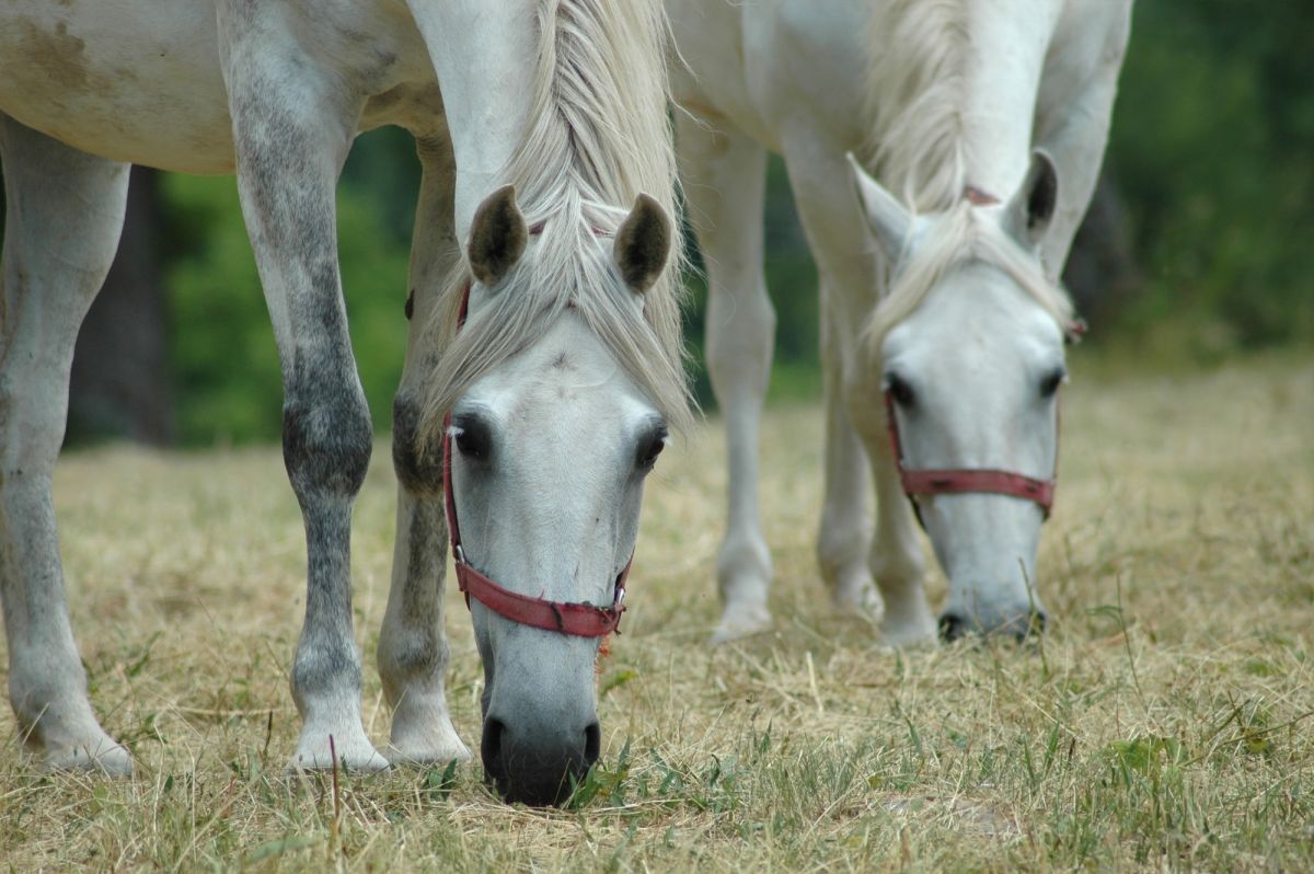 Церковь Святого Георгия