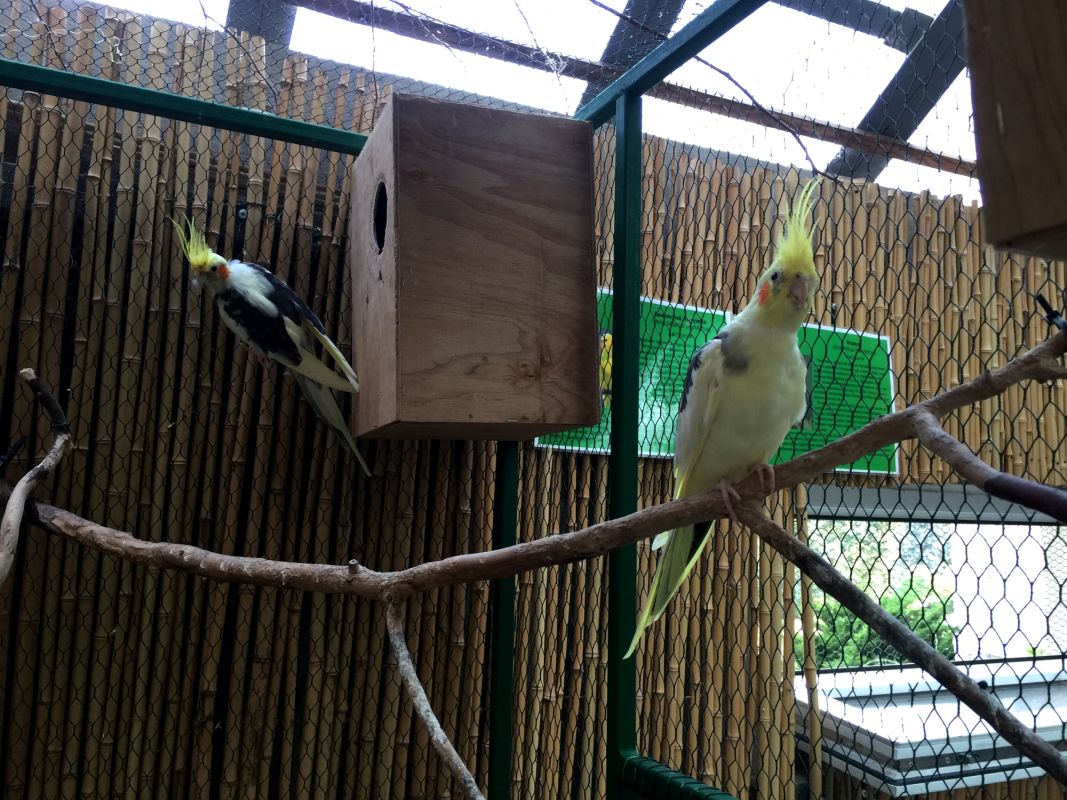 Выставка Эдемский сад