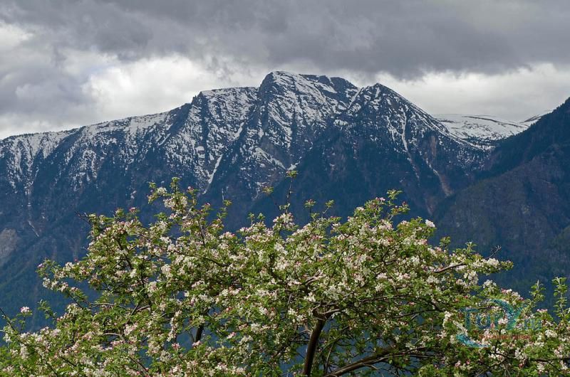 Федеральный Алтайский государственный природный заповедник