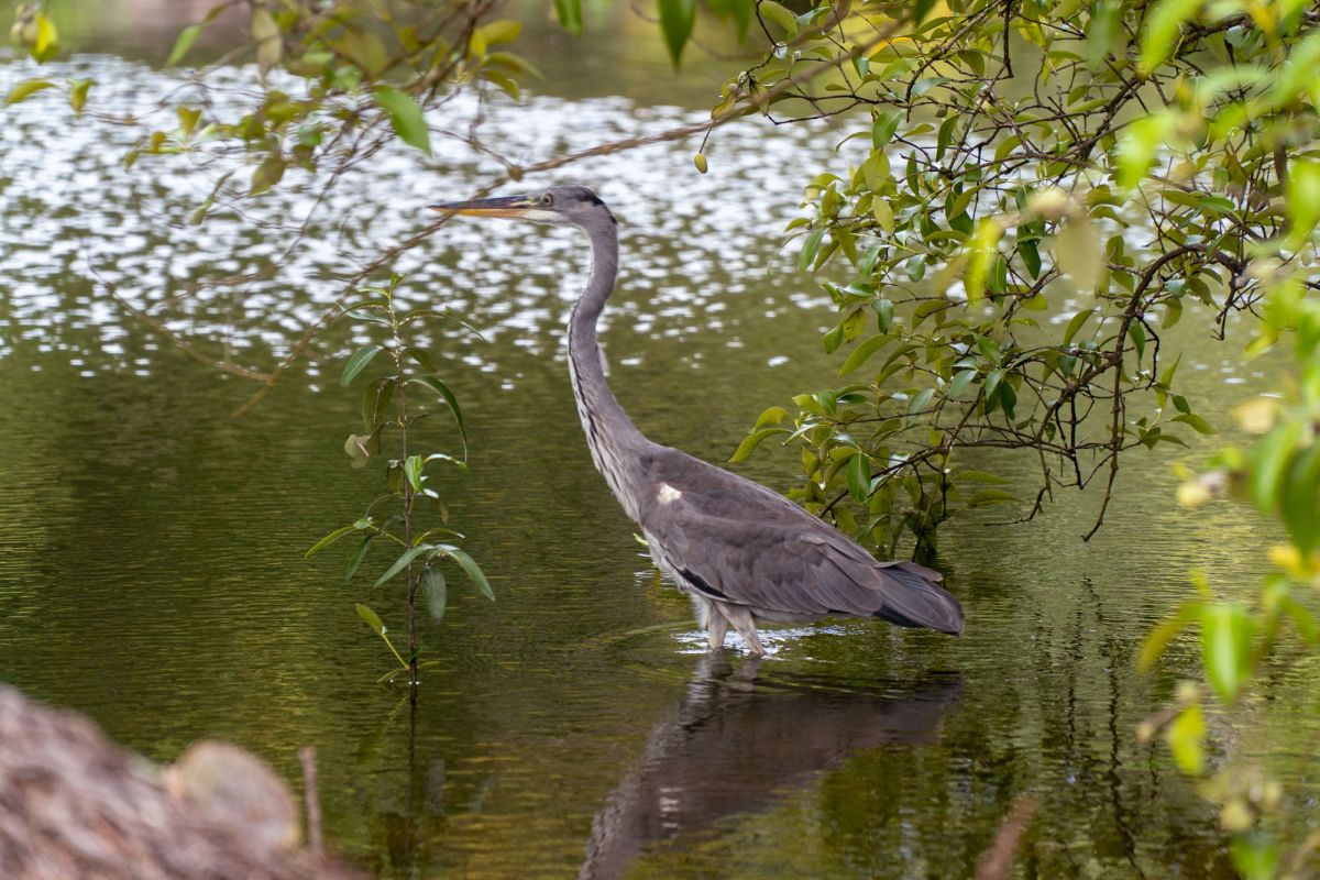 Пляж Анс Интенданс