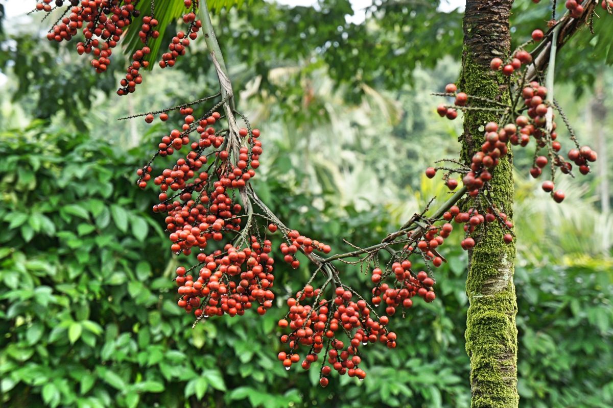 Национальный сад орхидей Сингапура