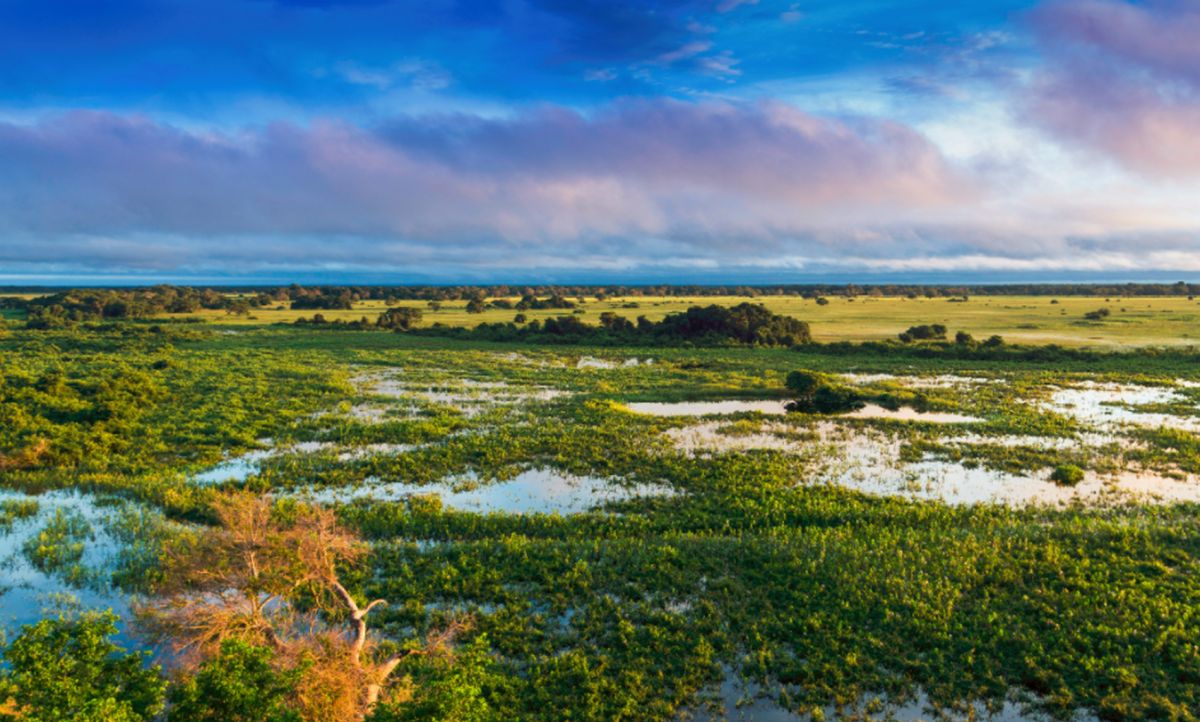 Природный регион Пантанал