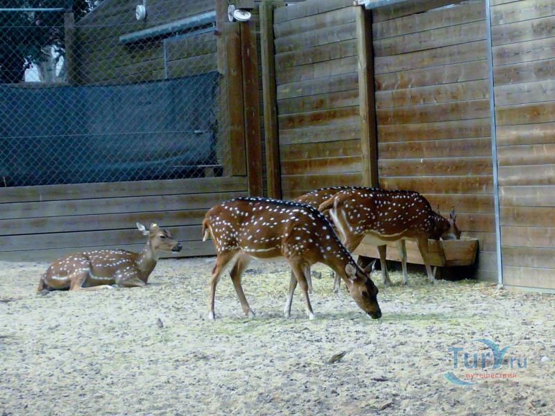 Барселонский зоопарк