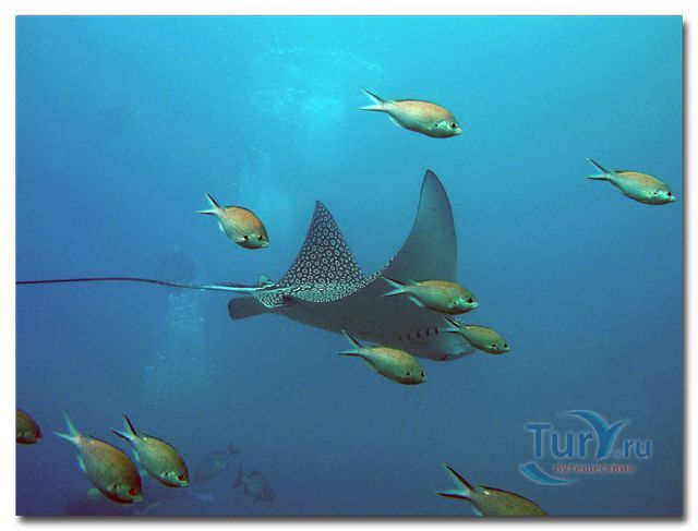 Каривак риф