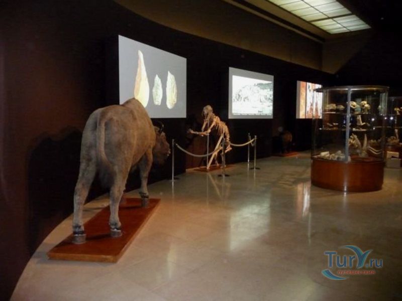 Музей доисторической антропологии