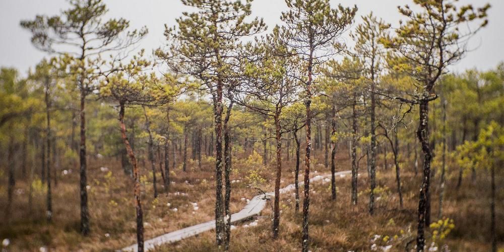 8 самых уединенных мест Эстонии фото