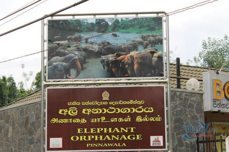 Приют Для Слонов Пиннавала