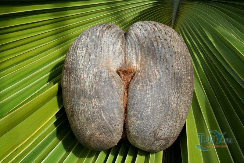  Коко де Мар