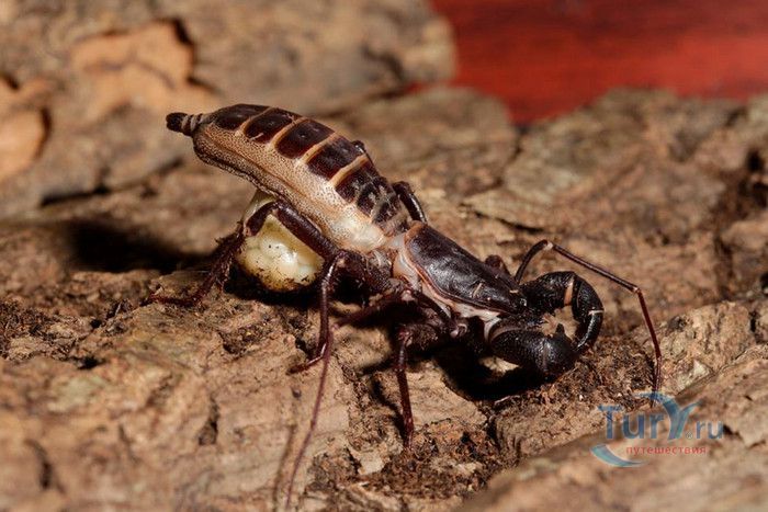 Сингапурский Зоопарк