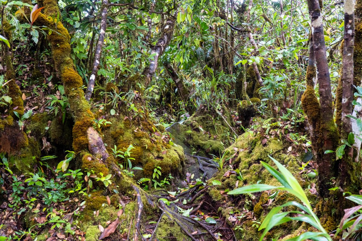 Морн Блан Трейл