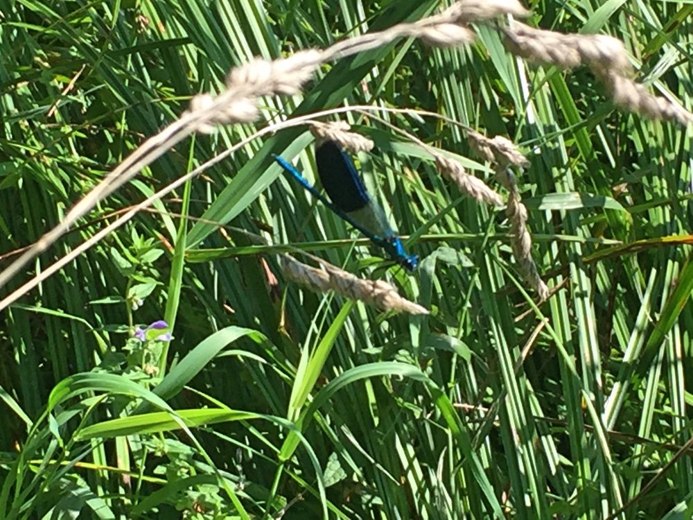 Река Тетерев