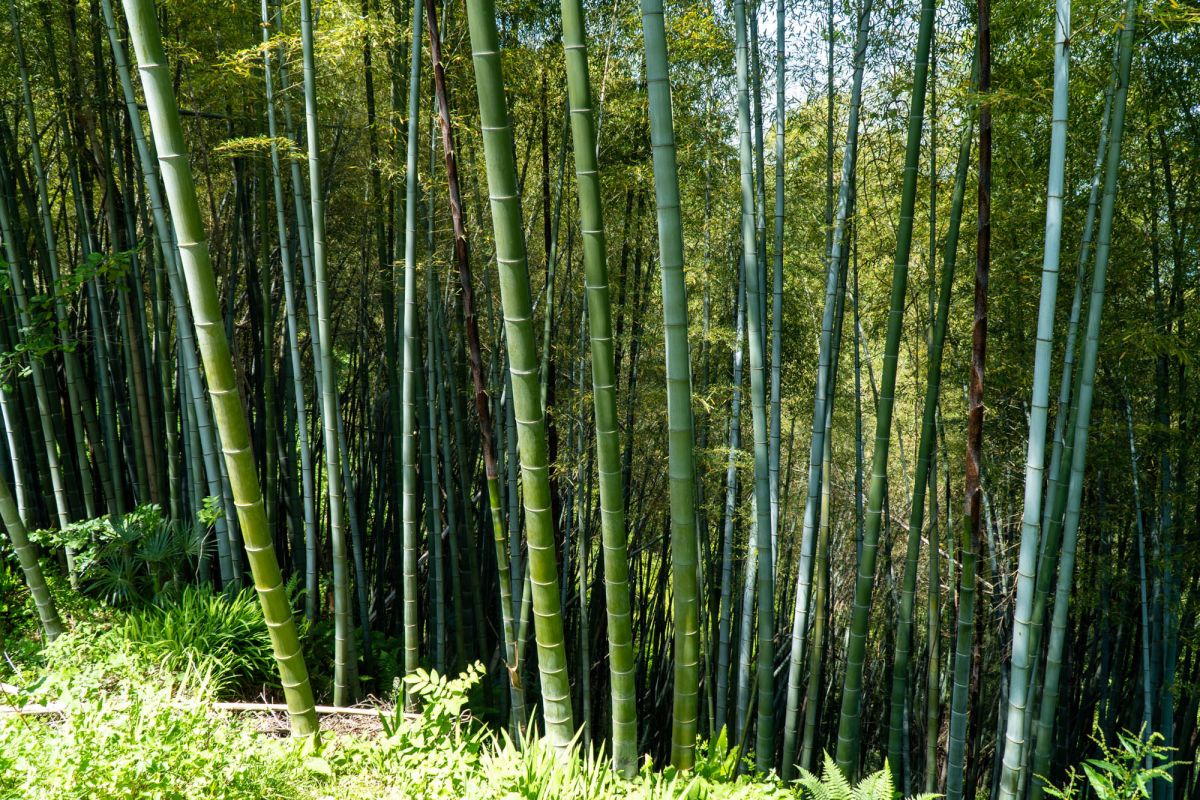 Батумский ботанический сад
