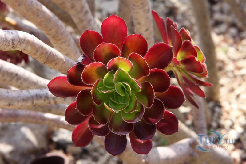 Экзотический сад Монако