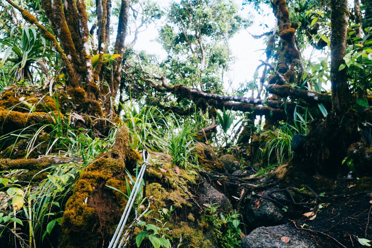 Национальный парк Морн Сейшелуа