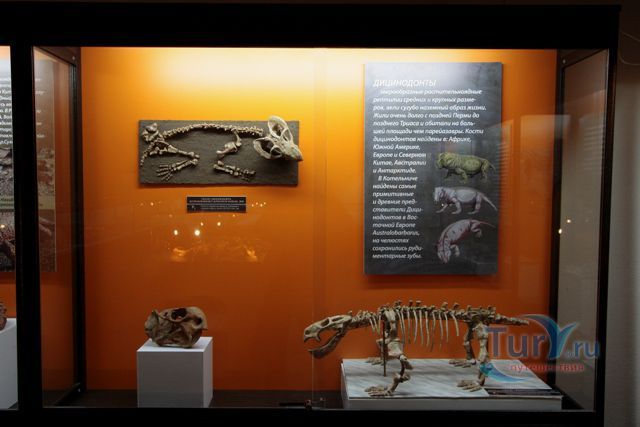 Котельничский областной палеонтологический музей