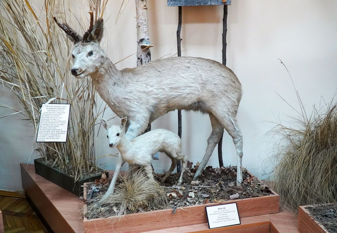 Житомирский музей природы