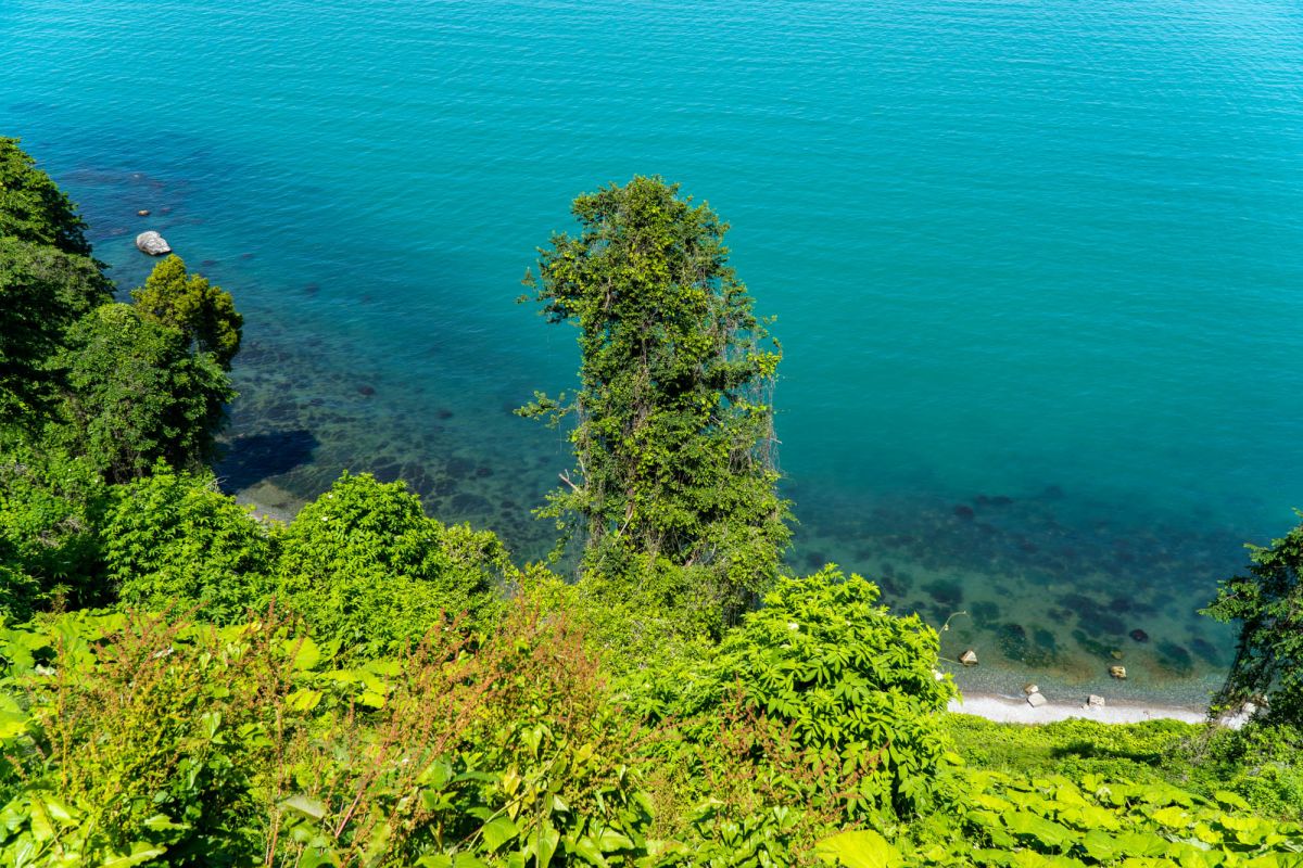 Батумский ботанический сад