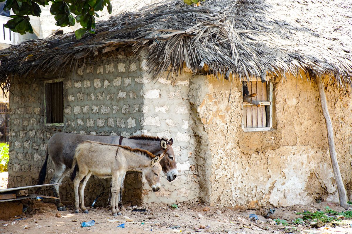 Ослиный заповедник