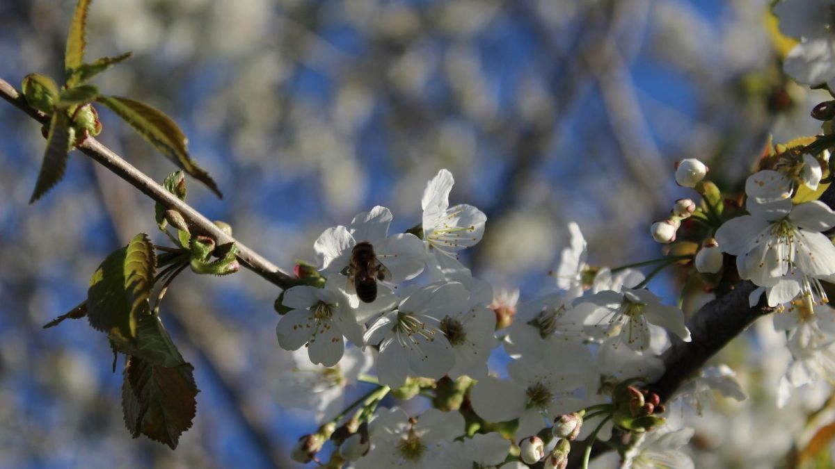 Винный хутор Яристе