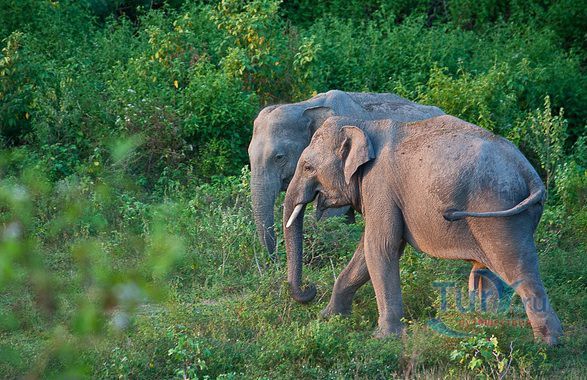 Национальный Парк Гал Ойя
