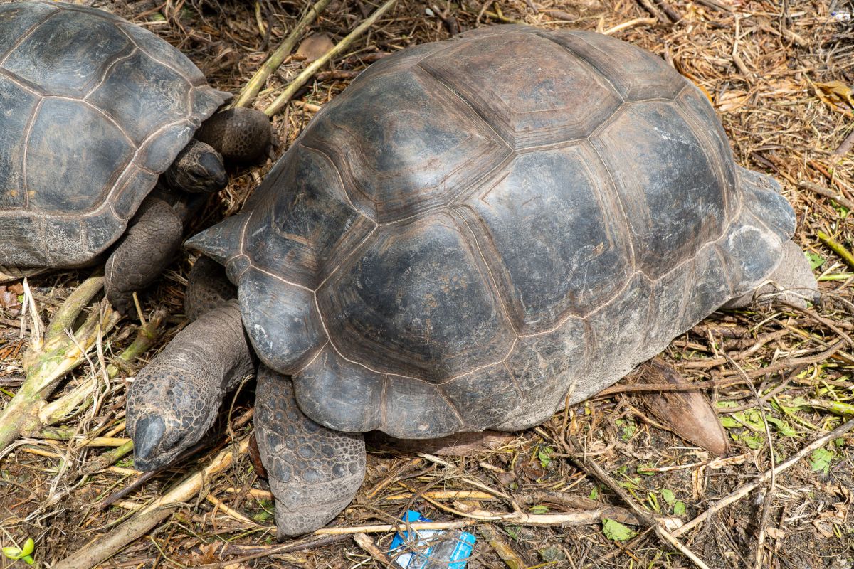 Пляж Анс Такамака