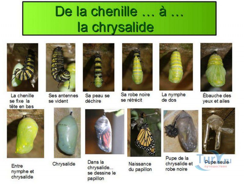 Сад Бабочек Мартиника