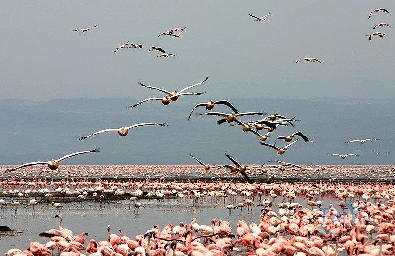 Озеро Накуру