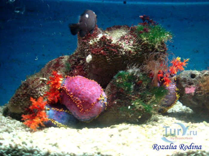 Подводный мир Лангкави