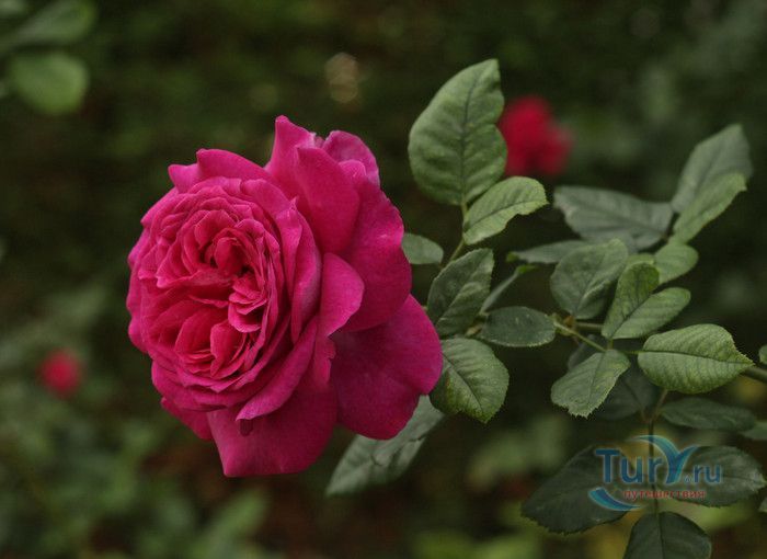 Пейзажный Парк Фонвьей и Розарий Принцессы Грейс