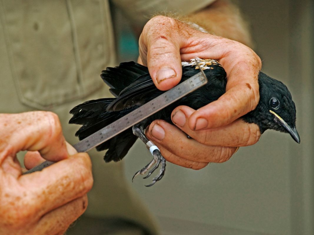 Остров Кузин