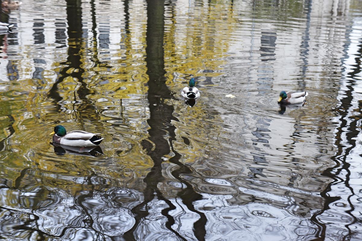 Верманский парк