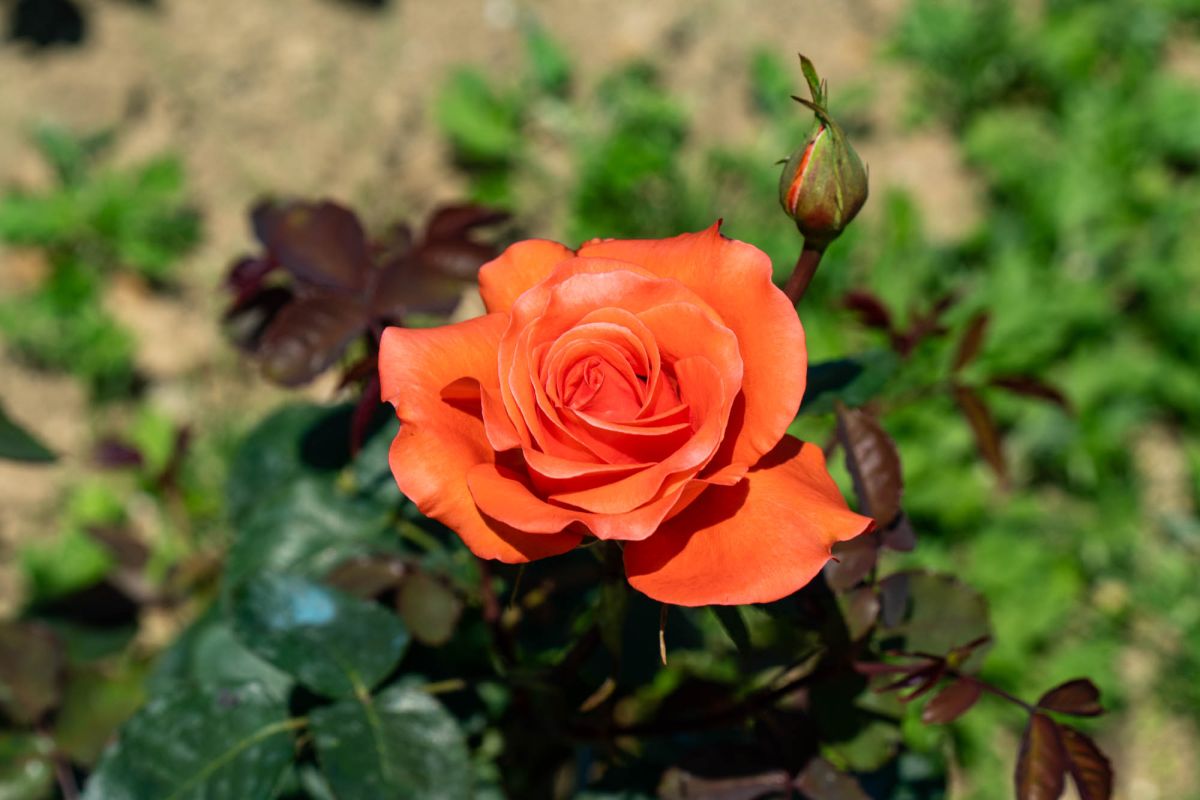 Батумский ботанический сад