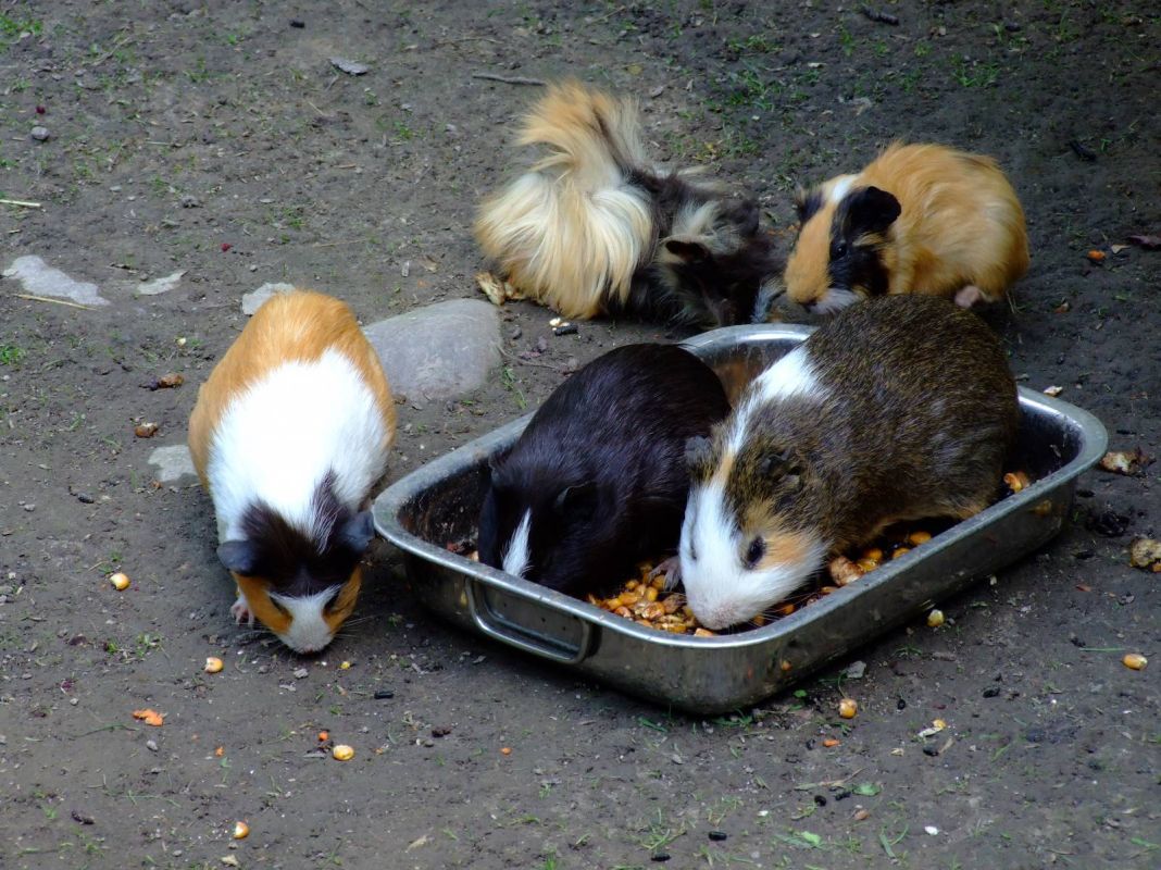 Краковский зоопарк