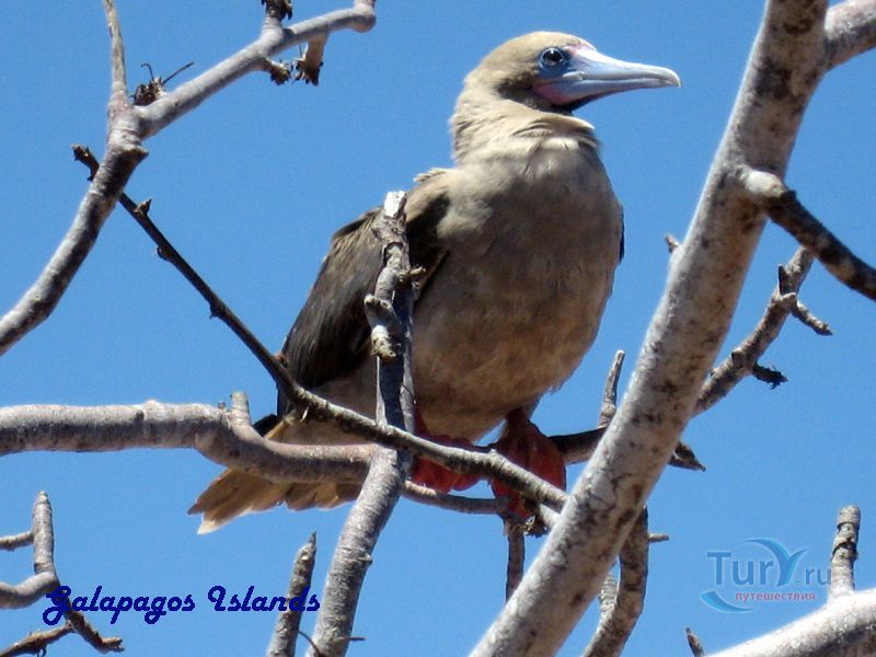 Остров Сеймур-Норте