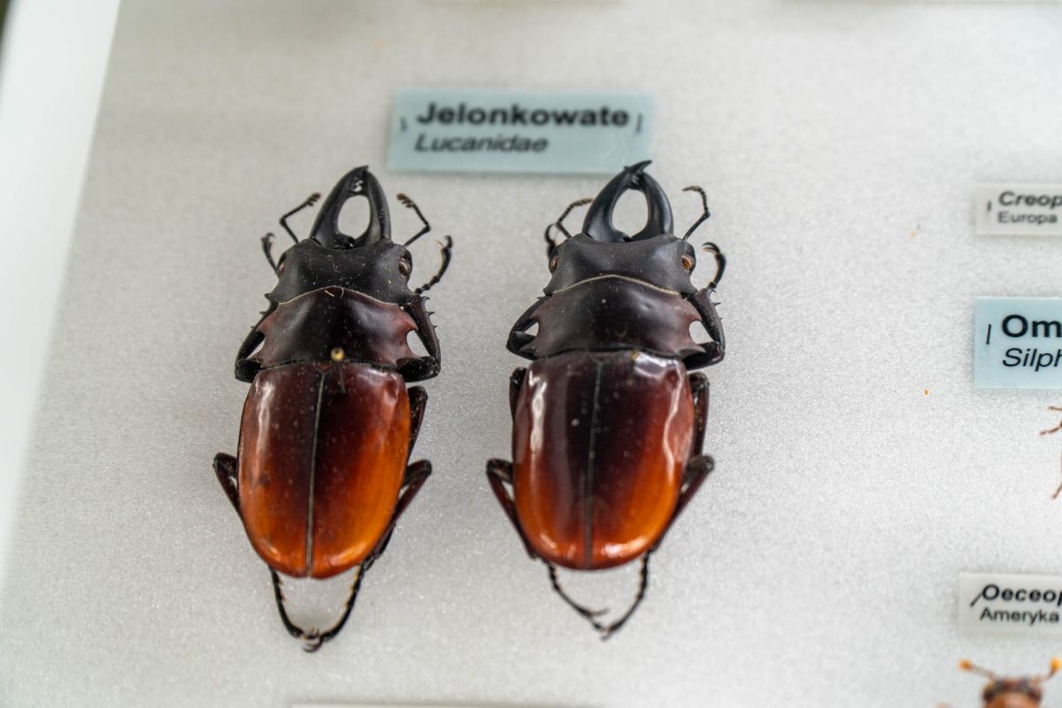 Музей естественной истории Вроцлавского университета