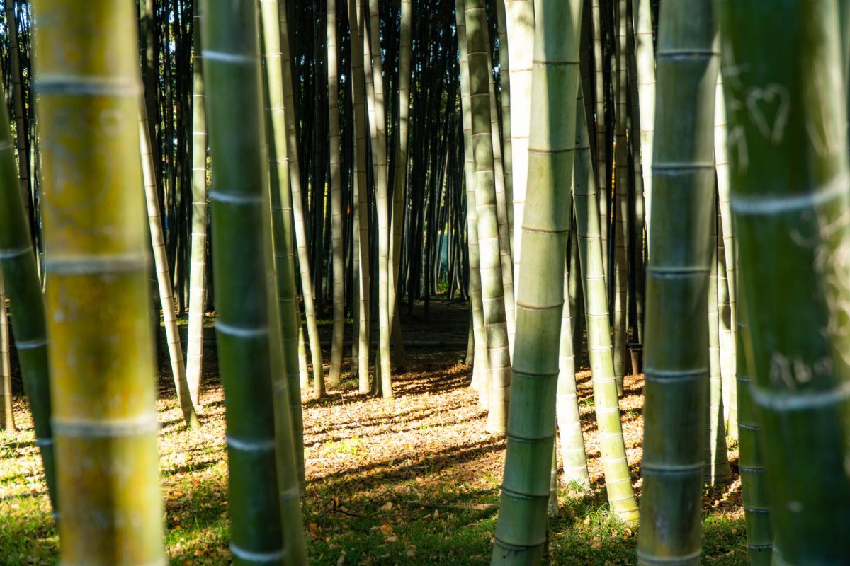 Бамбуковая Роща