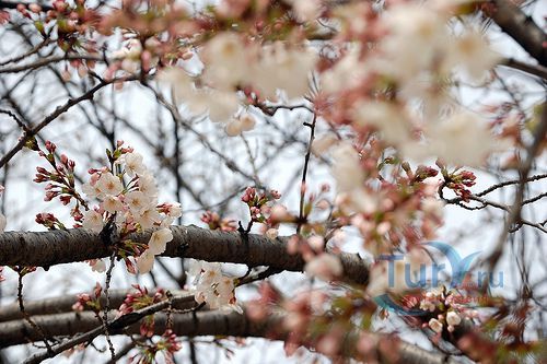 Парк Кема Сакураномия
